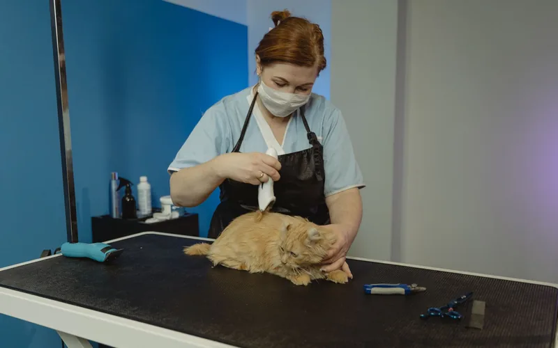 Стрижка кота под льва