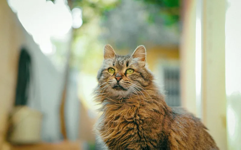 Уход за шерстью длинношёрстной кошки